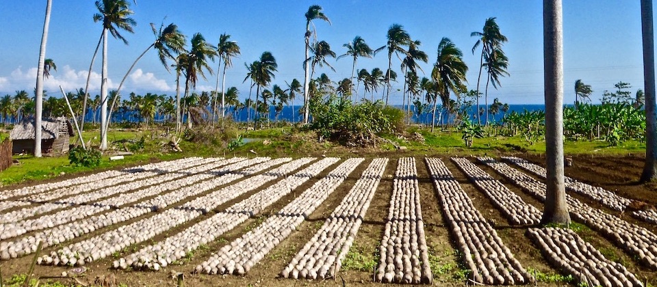 Baracoa Matthew: Cocos germinando • Sprouting coconuts • Noix de coco en germination