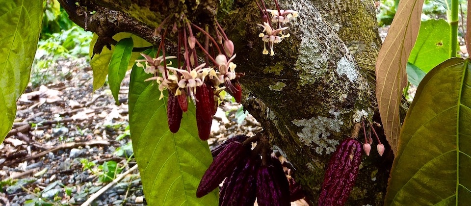 Baracoa Matthew: cacao floreciendo • Blooming cocoa • Cacao en fleur
