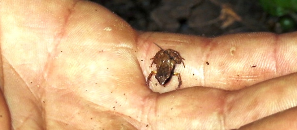 Eleutherodactylus Iberia – Baracoa