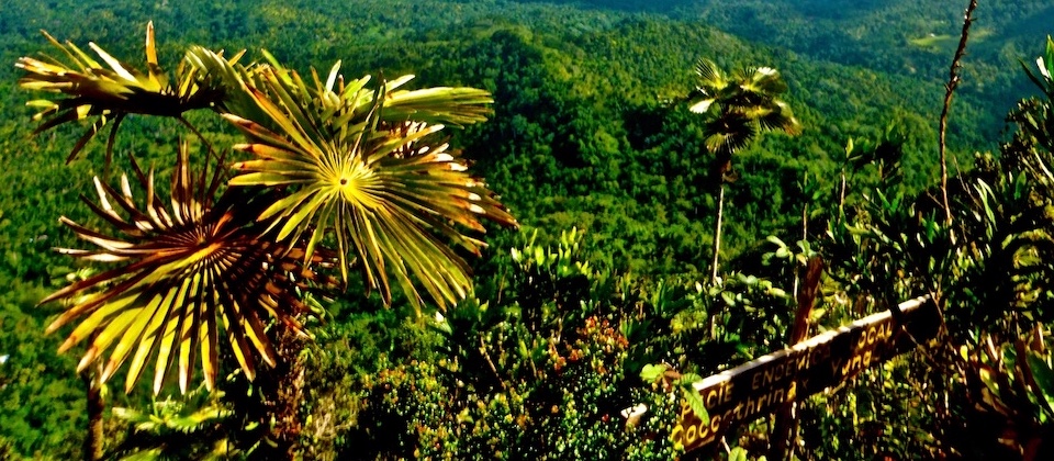 Coccothrinax Yunquensis – El Yunque – Baracoa