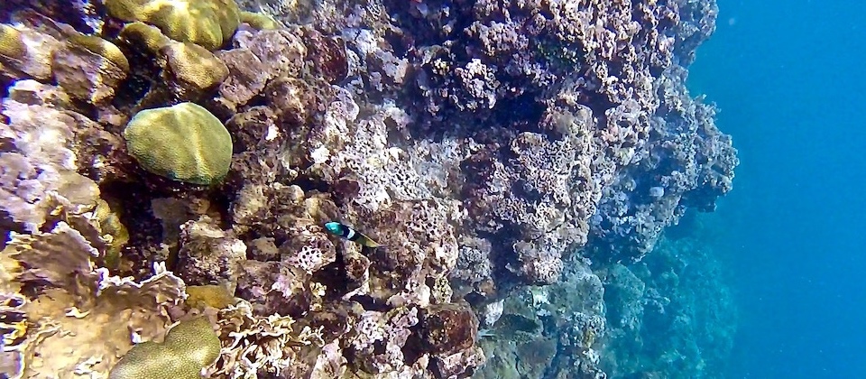 Snorkelling en El Manglito Baracoa Cuba