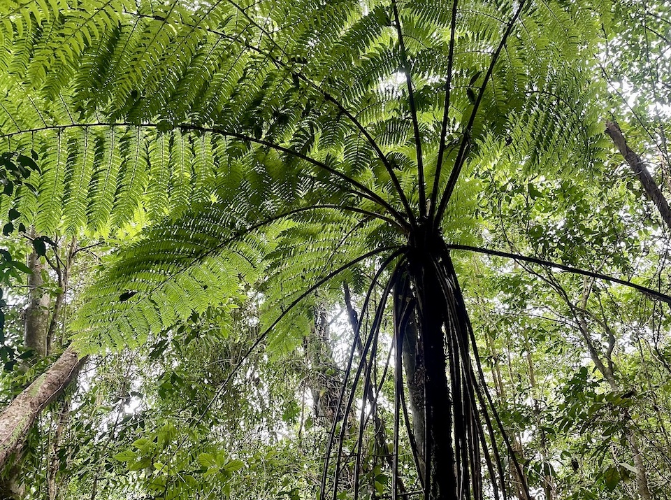 Alsophila cubensis Cuban endemic tree fern • El Yunque • Baracoa