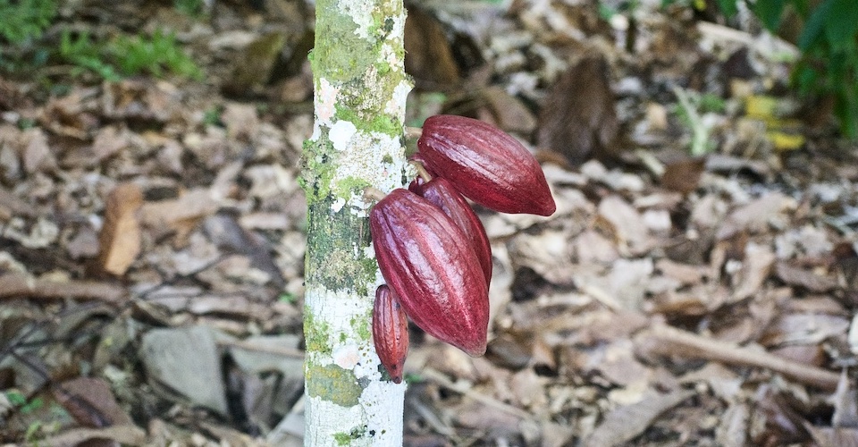 Cacao Pods • El Yunque • Baracoa Cuba