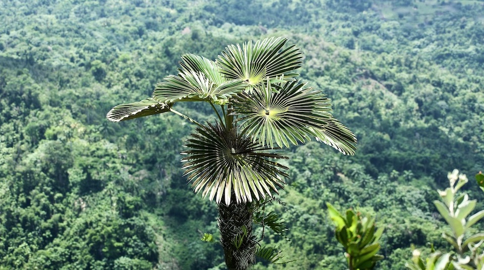 Coccothrinax yunquensis • El Yunque • Baracoa Cuba