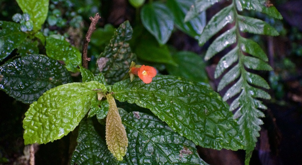 Gesneria reticulata • El Yunque • Baracoa Cuba