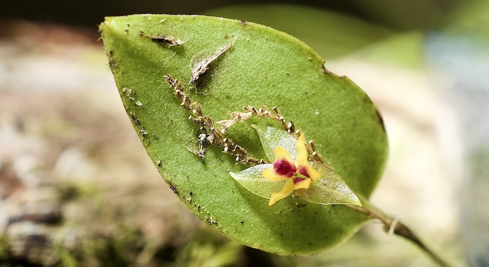 Lepanthes grisebachiana • Endemic to mount El Yunque • Baracoa Cuba