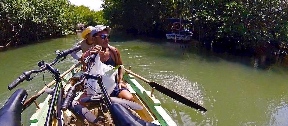 Manglar • Mangrove – Baracoa, Cuba