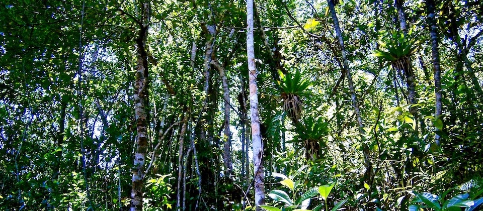 Bromeliáceas • Bromeliads • Broméliacées Baracoa Cuba