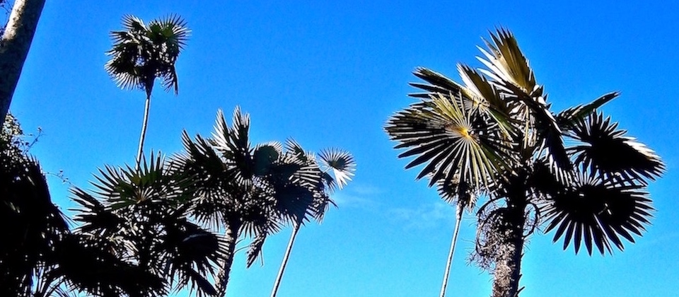 Coccothrinax Yuraguana • Baracoa, Cuba