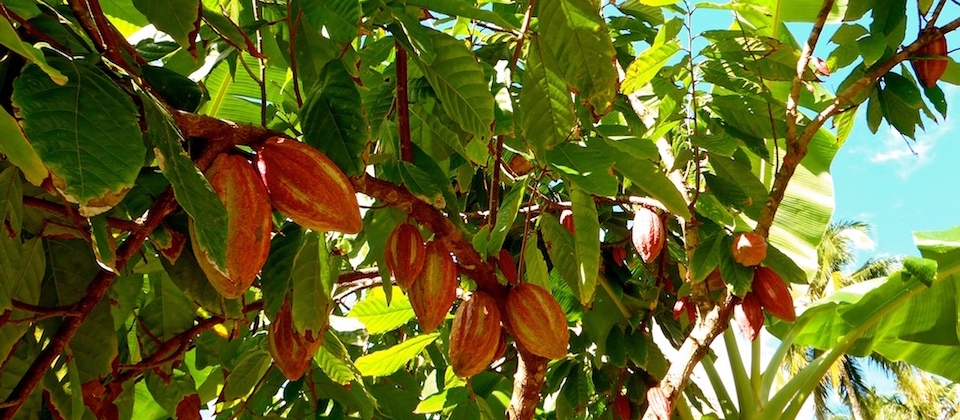 Cacao en el río Duaba, Baracoa, Cuba
