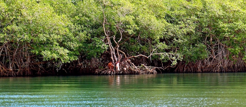 Rhizophora Mangle • Baracoa, Cuba