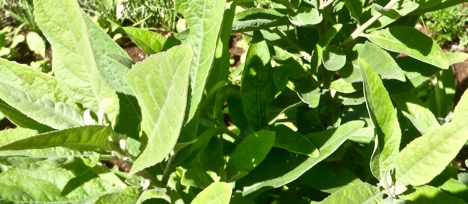 Salvia • Sage • Sauge – Baracoa, Cuba