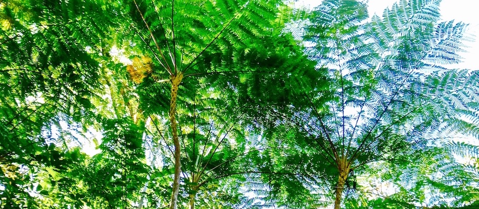 Cyathea Arborea on River Duaba, Baracoa, Cuba