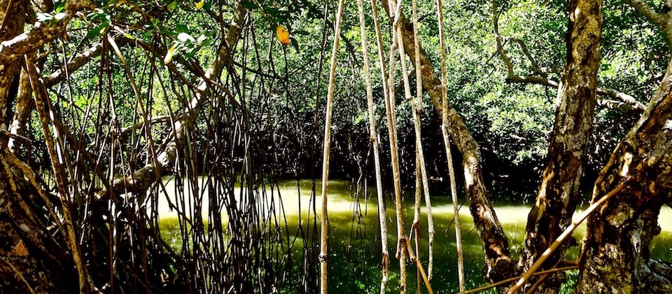 Mangrove in Boma – Baracoa