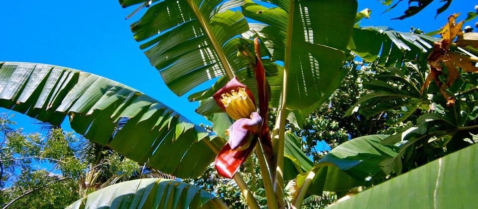 Banana blossom Villa Paradiso Baracoa Cuba