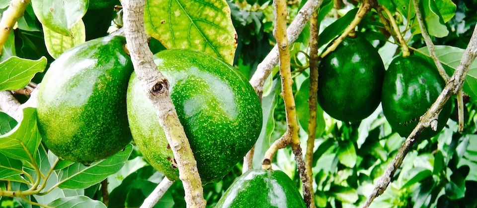 Avocado Tree Villa Paradiso Baracoa Cuba