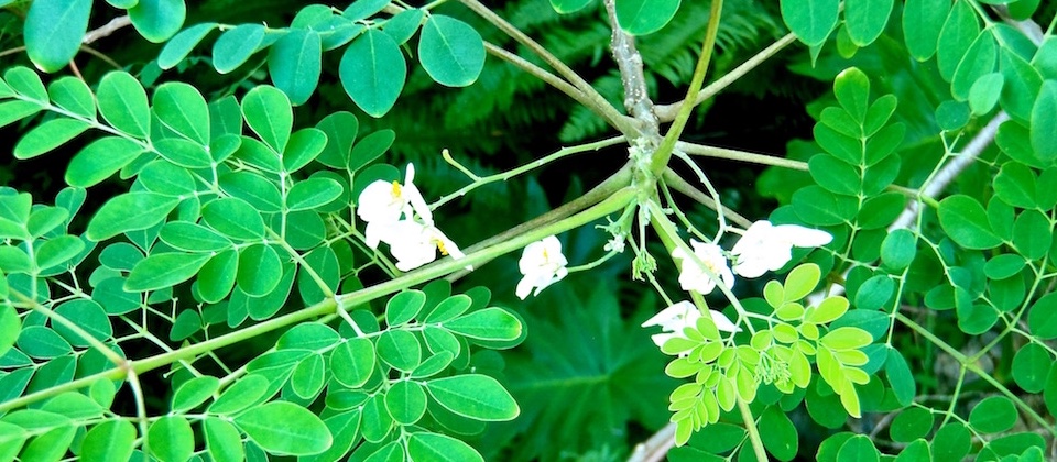 Moringa Villa Paradiso Baracoa Cuba