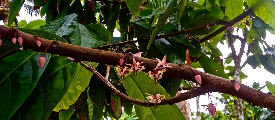 Cocoa Tree Blooming – Baracoa, Cuba Cacao