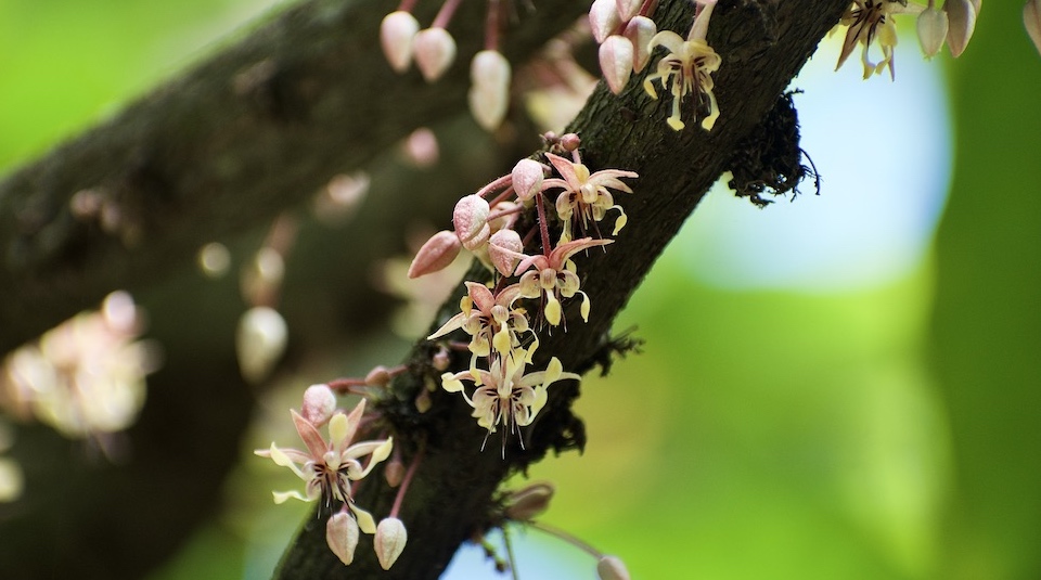 Cacao Tree in Bloom • Baracoa Cuba