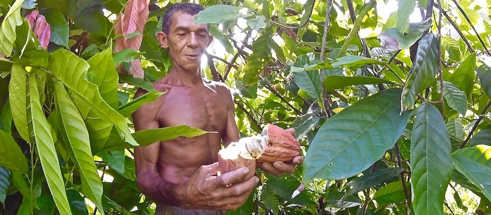 Cocoa grower Baracoa Cuba Cacao