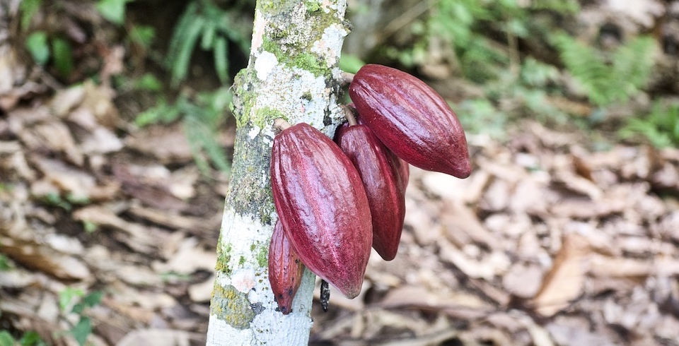 Deep Red Cacao Pods • Baracoa Cuba