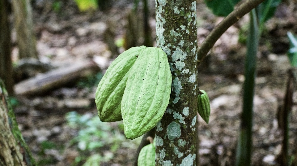 Green Cacao Pods • Baracoa Cuba