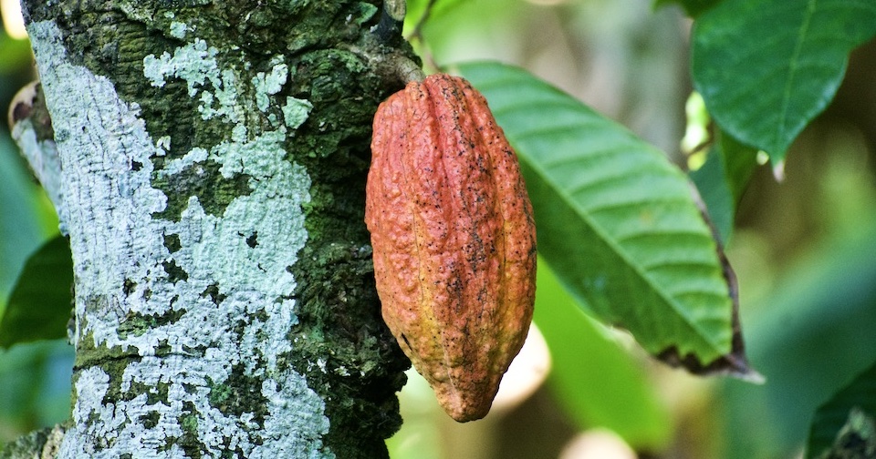 Orange Cacao Pod • Baracoa Cuba