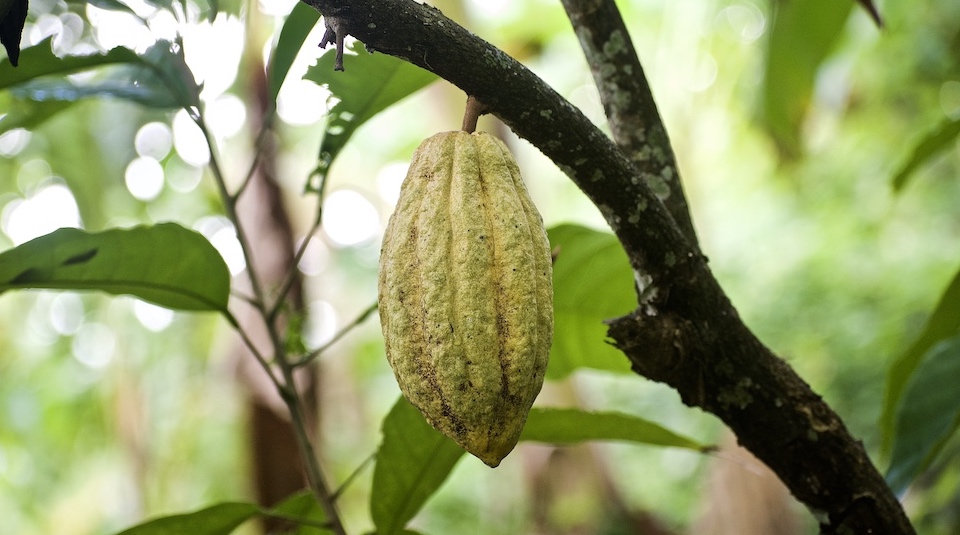 Yellow Cacao Pod • Baracoa Cuba