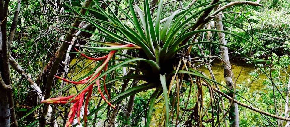Bromeliad • El Recreo • Parque Humboldt Park • Baracoa Cuba