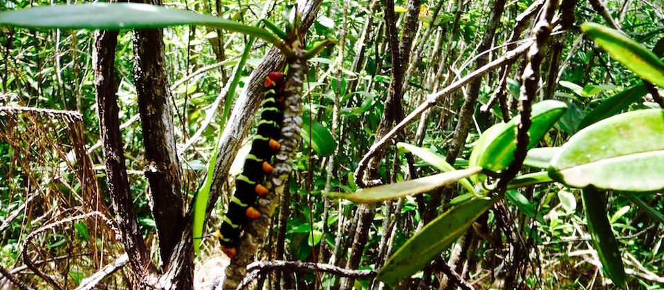 Caterpillar • Parc Humboldt Park • Baracoa Cuba
