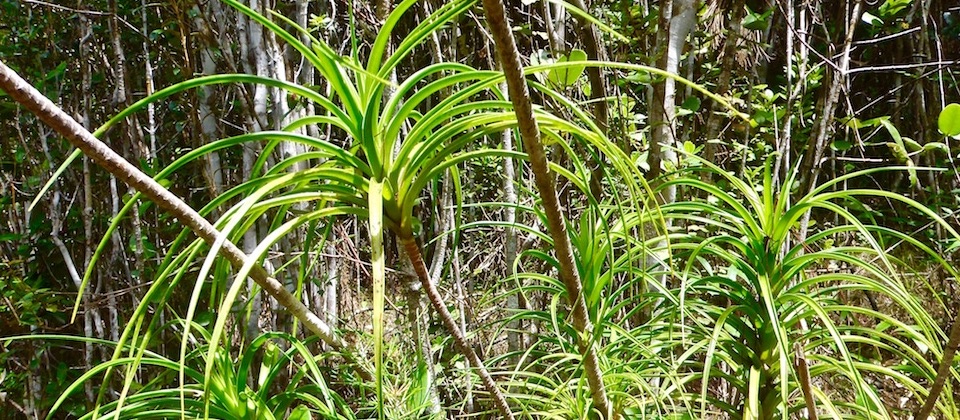 Dracaena cubensis • El Recreo • Parc Humboldt Park • Baracoa Cuba