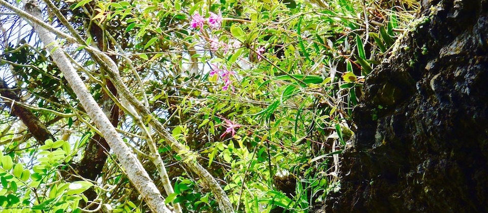 Encyclia moebusii Orchids Orchidées • El Recreo • Parc Humboldt Park • Baracoa Cuba