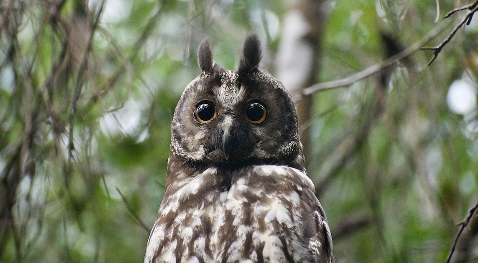Stygian Owl • Alejandro de Humboldt National Park • Baracoa Cuba