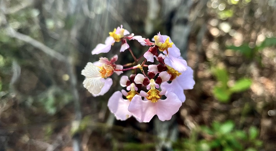 Tolumnia sylvestre Orchid • Alexander Humboldt National Park • Baracoa Cuba