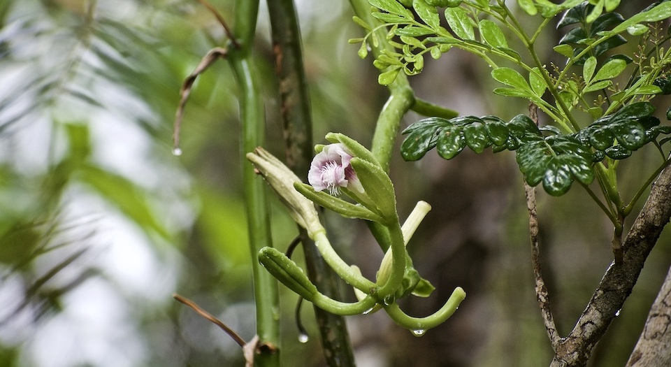 Vanilla claviculata • Alexander Humboldt National Park • Baracoa Cuba