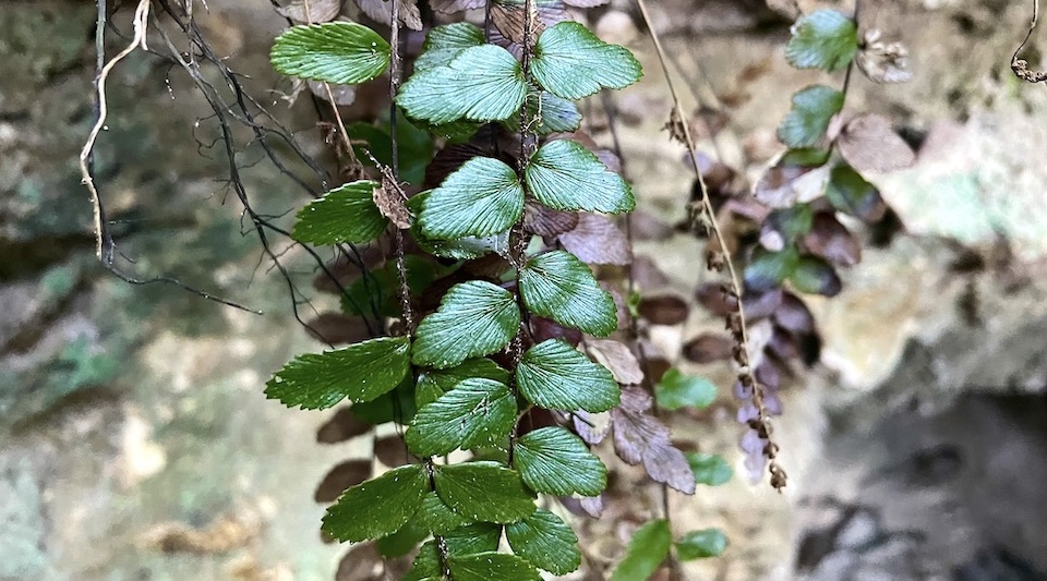 Anemia abbottii • Yumuri Canyon • Baracoa Cuba