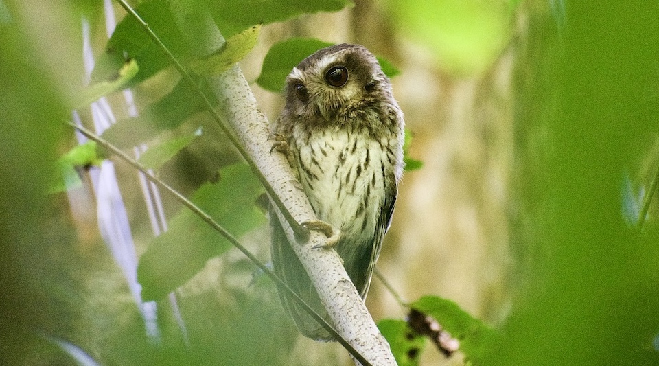 Bare-legged Owl • Yumuri Canyon • Baracoa Cuba