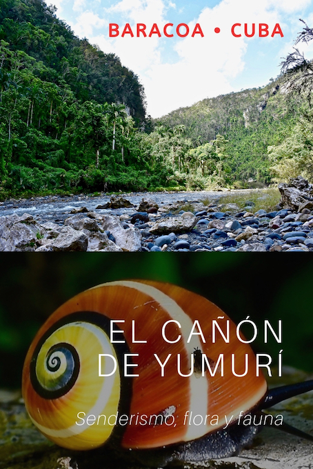 Cañón Yumurí Fauna • Baracoa Cuba