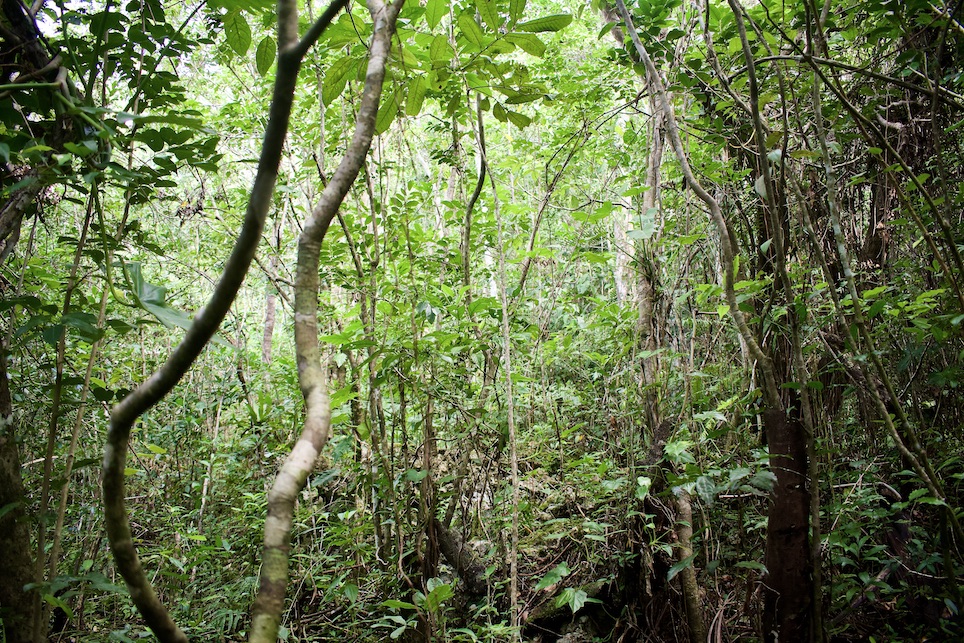 Cuban Tropical Karst Forest • Yumuri Canyon • Baracoa