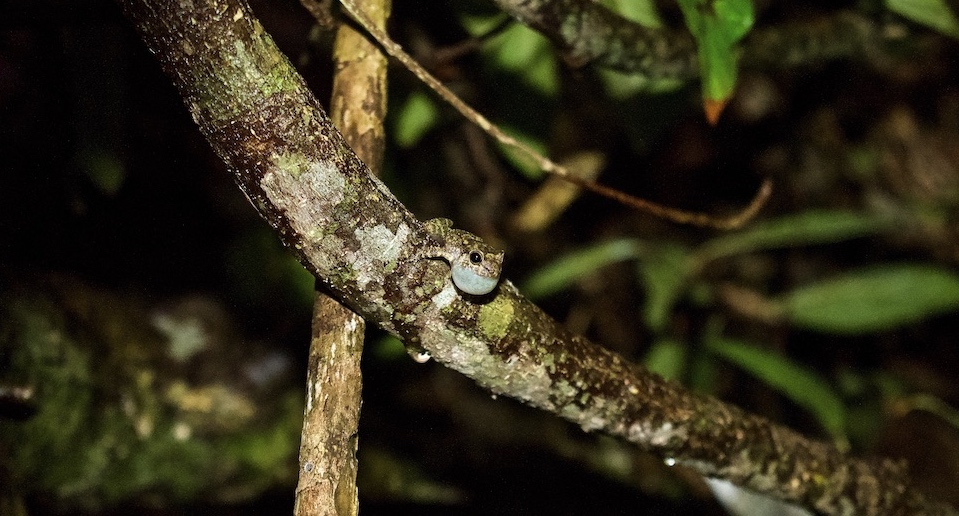Eleutherodactylus bartonsmithi • Yumuri Canyon • Baracoa Cuba