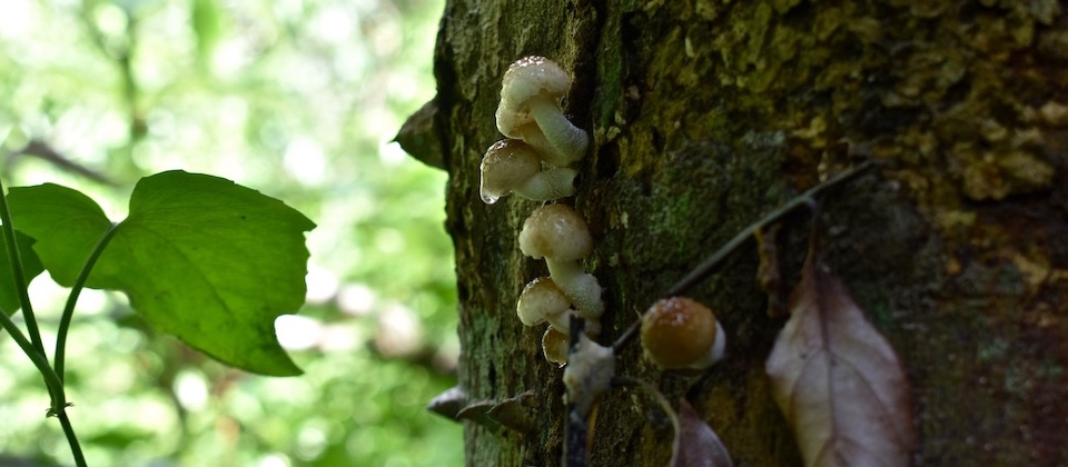 Fungi on Zanthoxylum martinicense • Yumurí • Baracoa Cuba