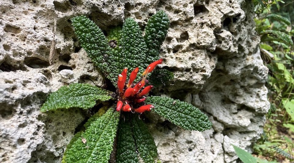 Gesneria purpurascens • Yumuri Canyon • Baracoa Cuba