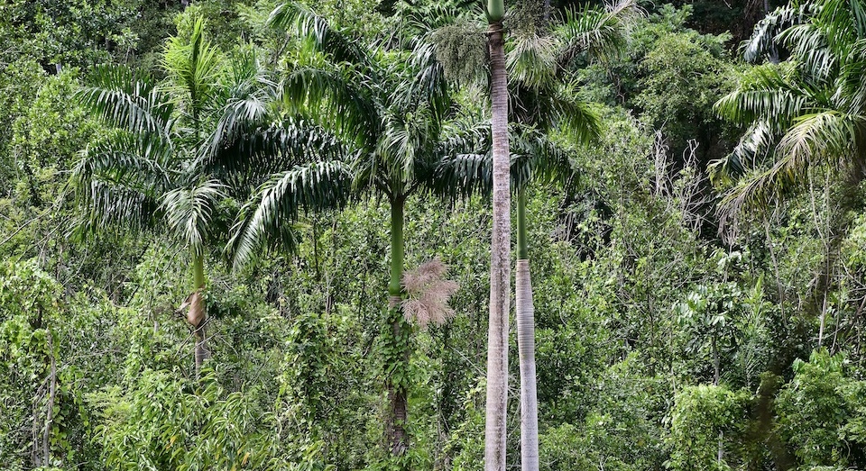 Roystonea violacea • Yumuri Canyon • Baracoa Cuba
