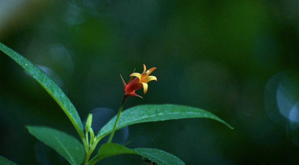 Siphocampylus yumuriensis • Yumuri Canyon • Baracoa Cuba
