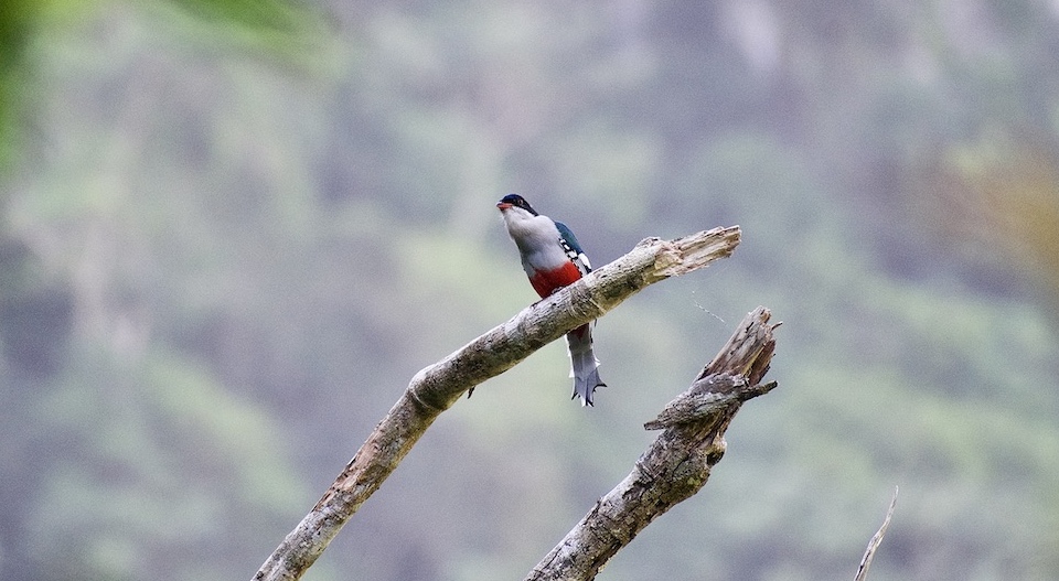 Tocororo • Cuban Trogon • Yumuri Canyon • Baracoa Cuba