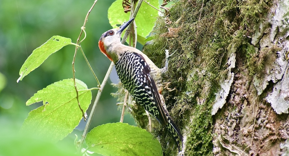 West Indian Woodpecker (Melanerpes superciliaris) • Baracoa Cuba