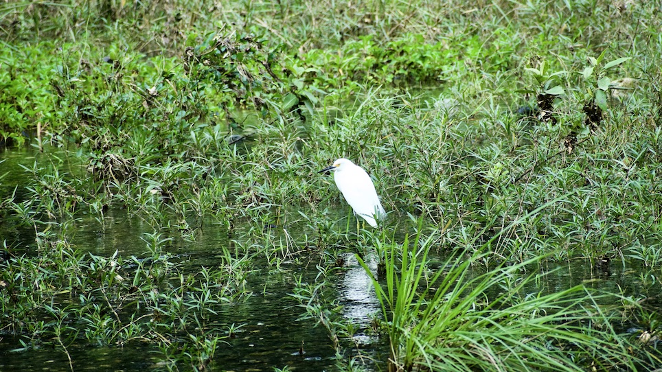Yumurí Canyon • Snowy Egret