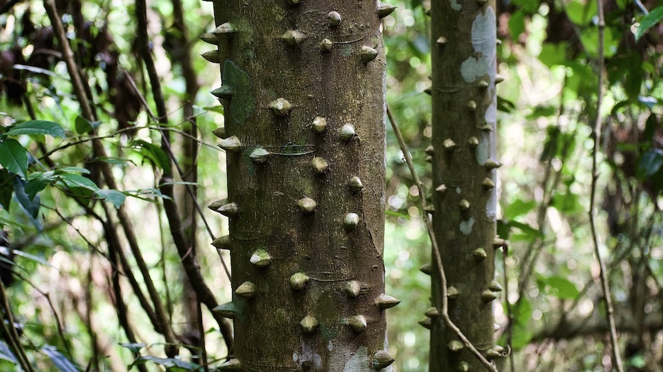 Ayúa • Zanthoxylum martinicense • Yumuri Canyon • Baracoa Cuba