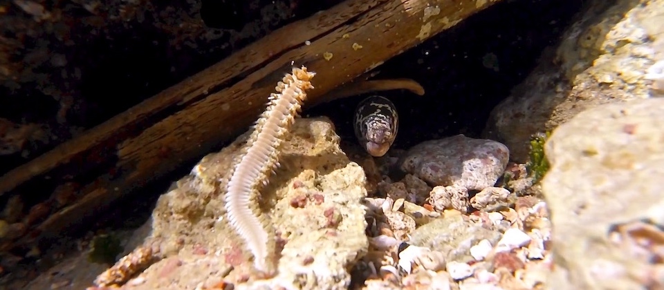 Mapurisi Baracoa Cuba Little critters