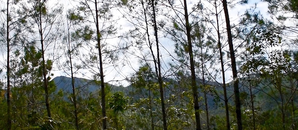 La Farola – From Santiago to Baracoa Cuba (Pinus cubensis)